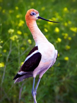 American Avocet, Malheur Nat'l Wildlife Reguge, OR