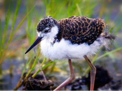 Black-necked Stilt Juvenile, Malheur Nat'l Wildlife Refuge, OR