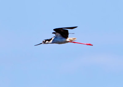 Black-necked Stilt, Malheur Nat'l Wildlife Refuge, OR
