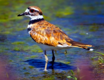Killdeer, Malheur Nat'l Wildlife Refuge, OR