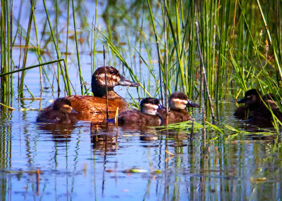 Ruddy Duck and Chicks, Malheur Nat'l Wildlife Refuge, OR