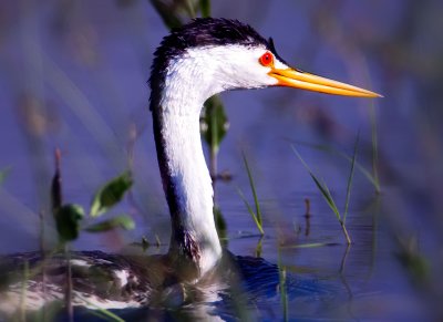 Clark's Grebe, Malheur National Wildlife Refuge, ORE