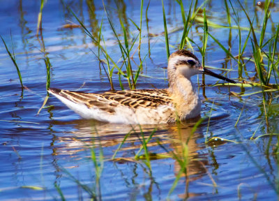 Wilson's Phalarope, Malheur Nat'l Wildlife Refuge, ORE