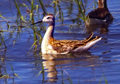 Wilson's Phalarope, Malheur Nat'l Wildlife Refuge, ORE