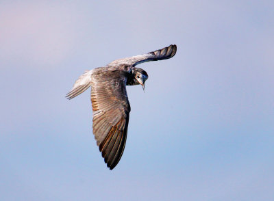 Black Tern, Malheur Nat'l Wildlife Refuge, OR