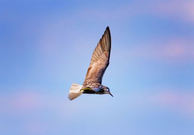 Black Tern
