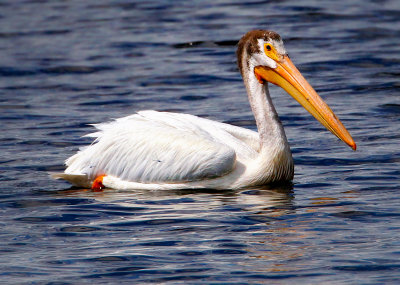 American White Pelican