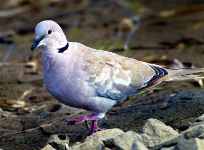 Eurasian Collared Dove, Bodega Bay, CA