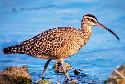 Whimbrel, Bodega Bay, CA
