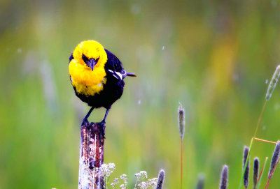 Yellow-headed Blackbird, Malheur Nat'l Wildlife Refuge, ORE