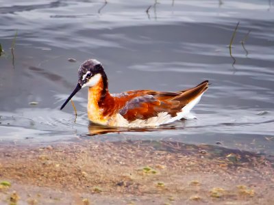 Wilson's Phalarope, Malheur Nat'l Wildlife Refuge, ORE