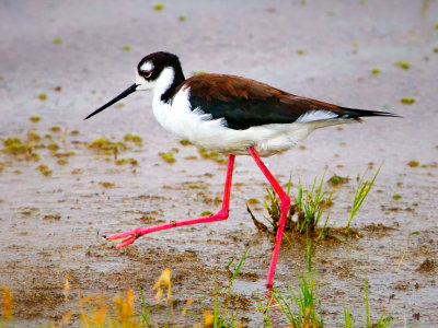Stilt