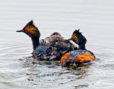 Eared Grebe Family Outing, Malheur Nat'l Wildlife Refuge, OR