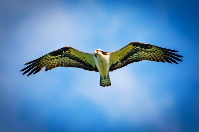Osprey, Lava Lake, OR