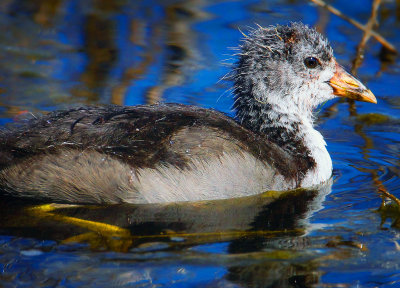Immature Amercian Coot, Malheur Nat'l Wildlife Refuge, OR