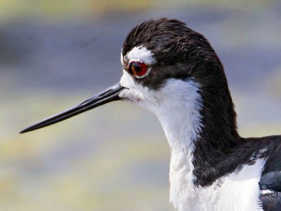 Black-necked Stilt, Malheur Nat'l Wildlife Refuge, OR