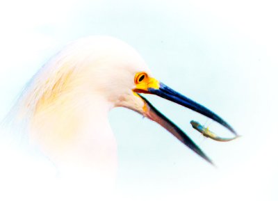 Egret, Lake Solano, CA