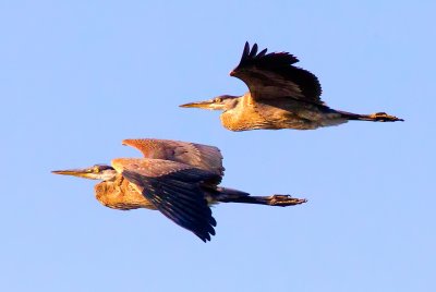 Great Blue Heron, Crane Prairie Reservoir, OR