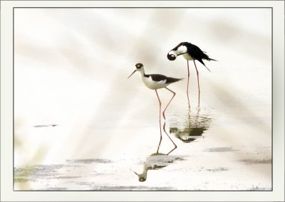 Black-necked Stilt
