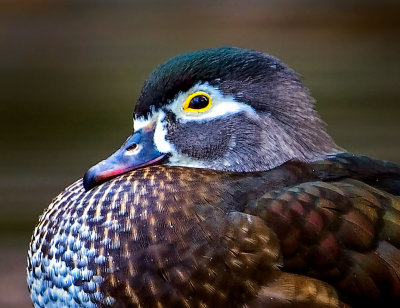 Wood Duck, Ashland, Oregon