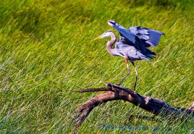 Great Blue Heron, Crane Prairie Reservoir, OR