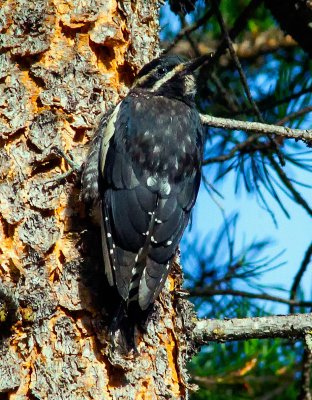 Williamson's Sapsucker, Crane Prairie Reservoir, OR 