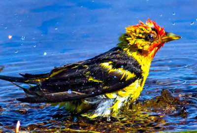 Yellow-headed Blackbird, Crane Prairie Reservoir, OR