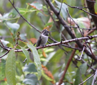 Hummingbirds