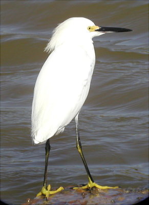 Egret - Snowy  02-16-03 TX.jpg