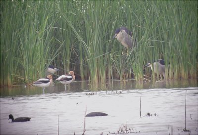 Heron - Black-Crowned Night  05-11-02.jpg