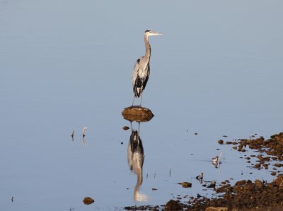Heron - Great Blue 12-01-2010.JPG