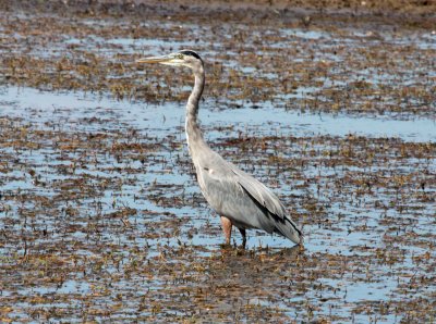 Heron - Great Blue 3 09-20-2011.JPG