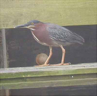 Heron - Green  041903.jpg