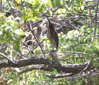 Heron - Green 04-26-2011.JPG