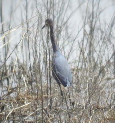 Heron - Little Blue 032902.jpg