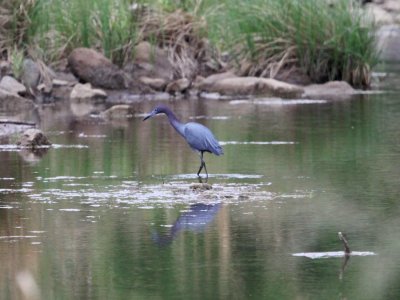Heron - Little Blue 04-23-2011.JPG