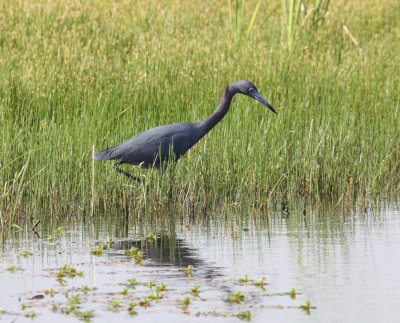 Heron - Little Blue 1 03-15-2011.JPG