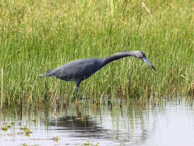 Heron - Little Blue 2 03-15-2011.JPG