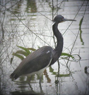 Heron - Tri-colored  040904.jpg