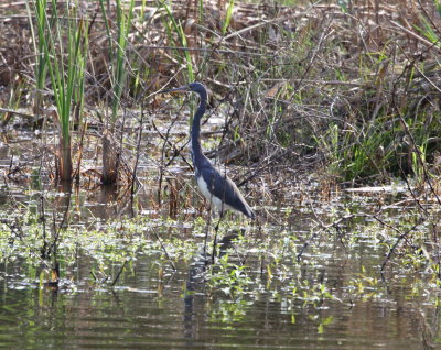Heron - Tricolored 1 03-15-2011 TX.JPG
