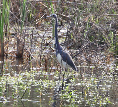 Heron - Tricolored 2 03-15-2011 TX.JPG
