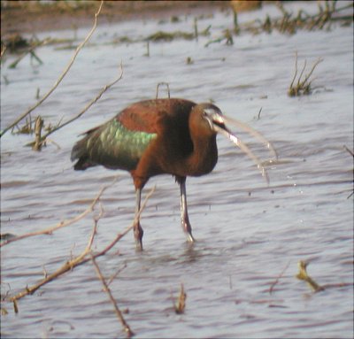 Ibis - Glossy  051302.jpg