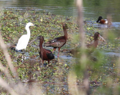 Ibis - Glossy 04-14-2011 Caddo.JPG