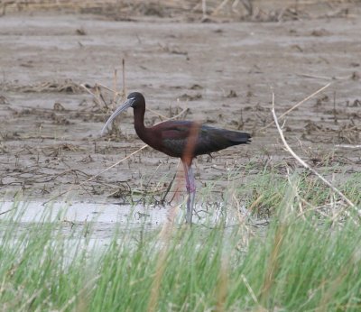 Ibis - Glossy 042509.jpg