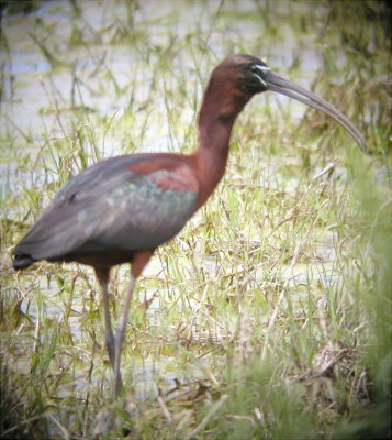 Ibis - Glossy1 042305.jpg