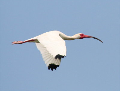 Ibis - White 2 061207.jpg