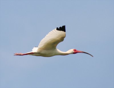 Ibis - White 061207.jpg