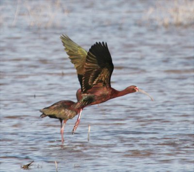 Ibis - White-faced 052308.jpg
