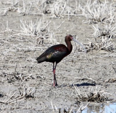 Ibis - White-faced 04-28-2011 HB.JPG