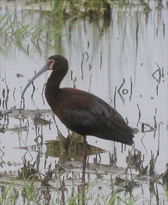 Ibis - White-faced - 052805.jpg